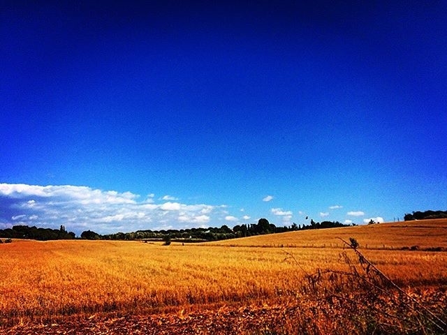 regram @cristinaferri_ Nel blu dipinto di blu…”cieli immensi” nell’agro romano #estateromana #peaesaggi #girovagandoperroma #torcarbone