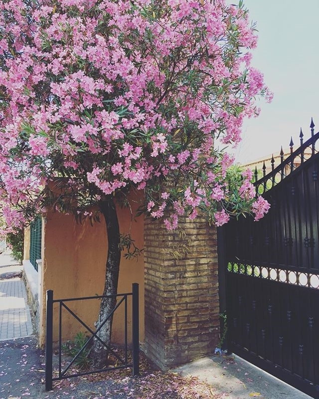 regram @flyfla55 When in Spring 🌸 @quartomiglio #roma #rome #quartomiglio #tb #throwbackthursday #throwback #spring #primtemps #primavera #albero #arbre #tree #flowers #fiori #fleurs #pink #rosa #rose