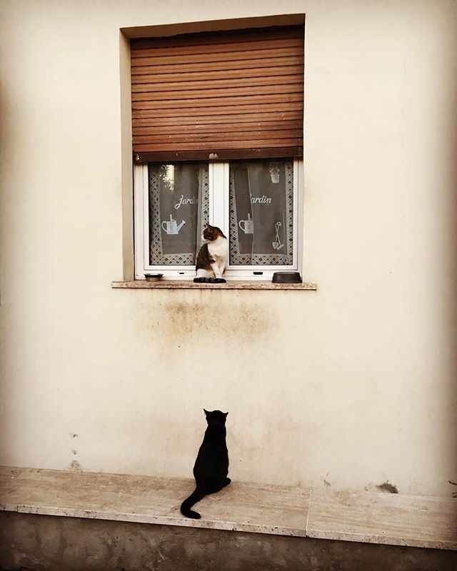 I gatti di Quarto Miglio: Romeo&juliet | ph @gufetta73 #home #cats #quartomiglio #igattidiroma #roma #igersroma