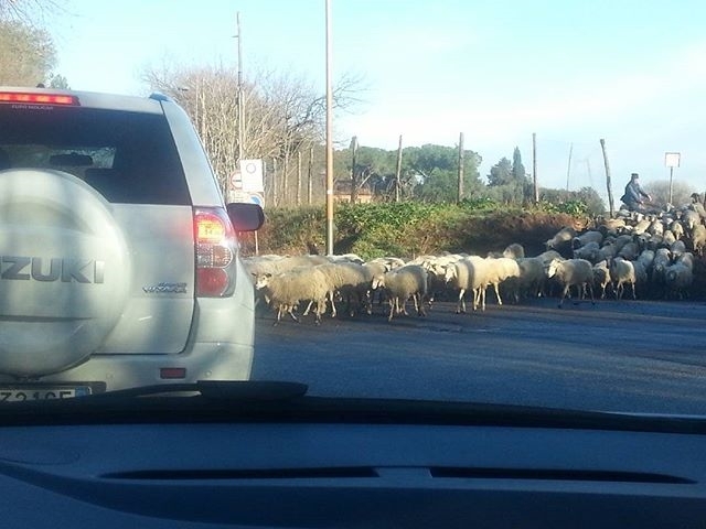 regram @ale_dv100 Appia Pignatelli. ….attraversamento di pecorelle! 😁😁😁 #picoftheday #instapic #appiapignatelli #pecorelle #romaunica #moltopittoresco #italia #roma